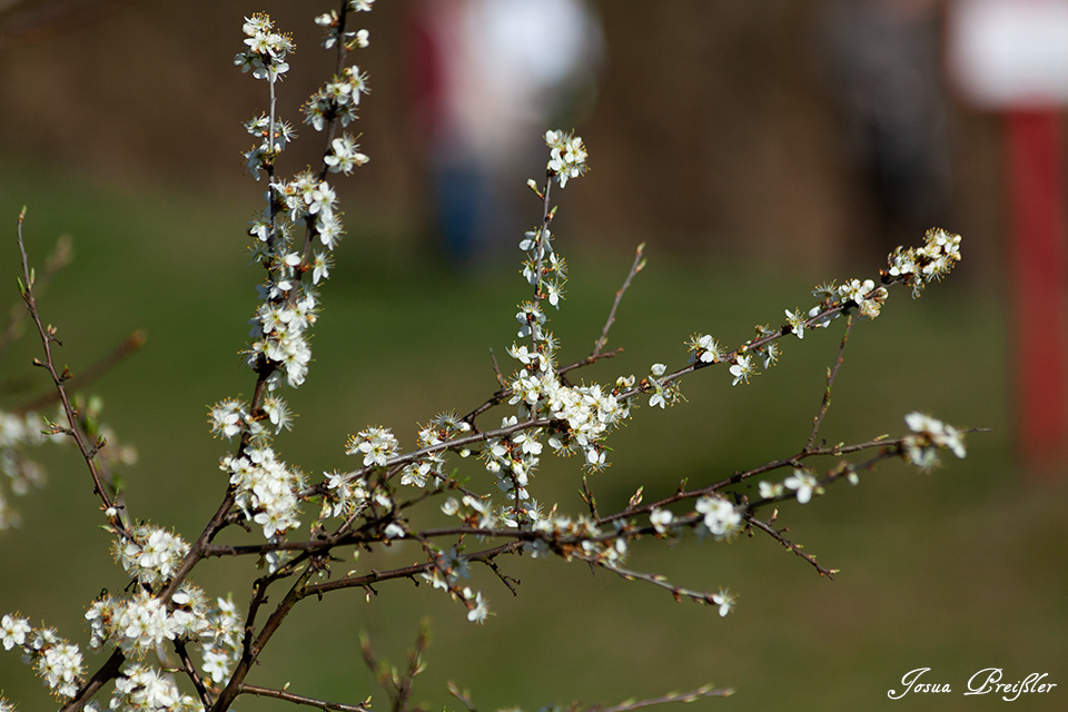 Blüten
