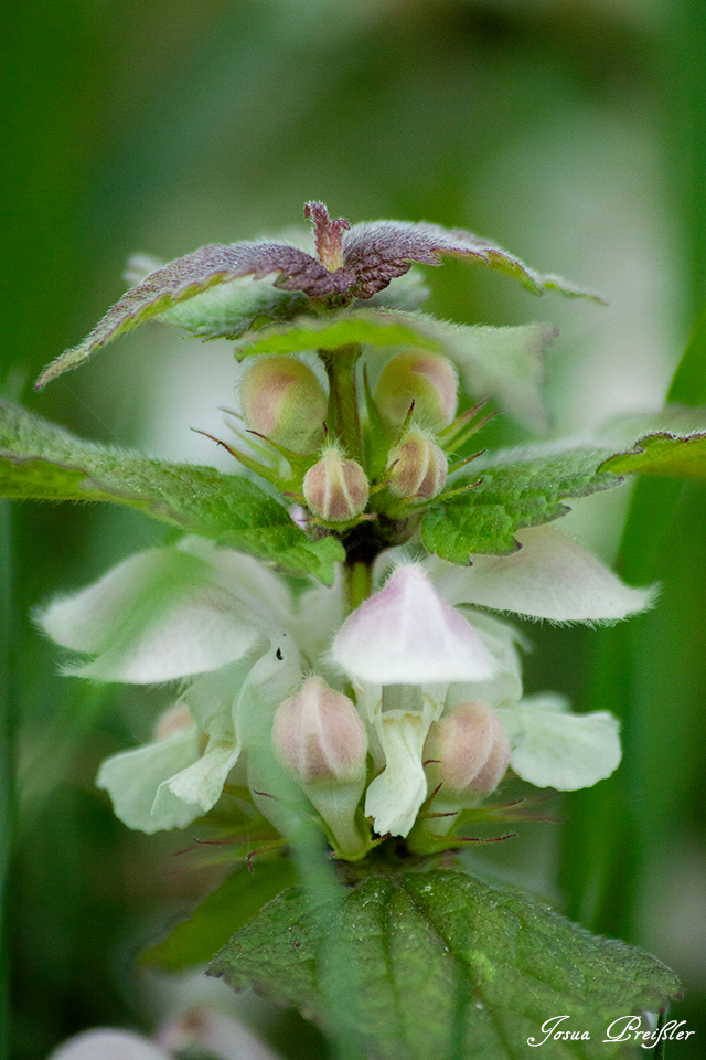 Blüten