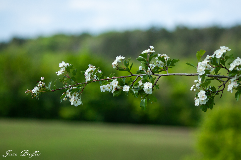 Blüten