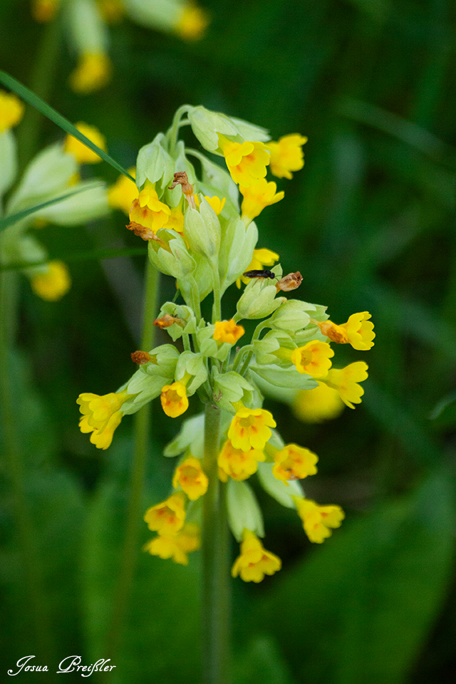 Blüten