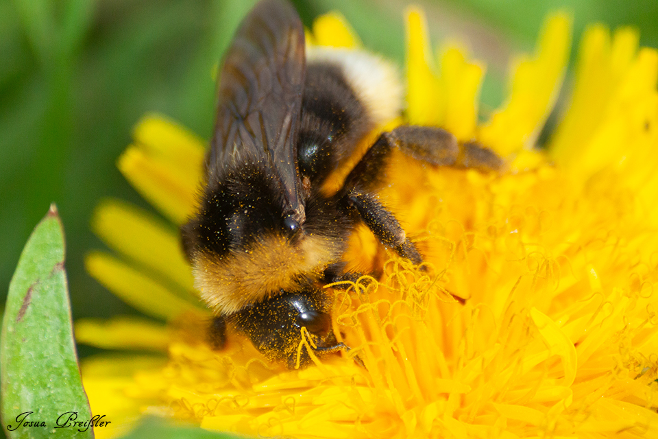 Hummel