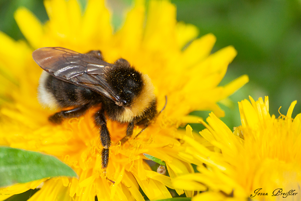 Hummel
