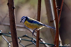 Blaumeise im Sprung