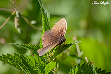 Brauner Waldvogel