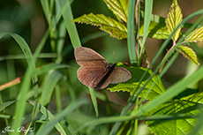 Brauner Waldvogel
