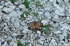 Distelfalter