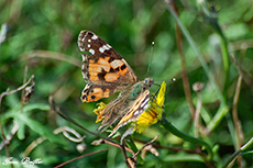 Distelfalter