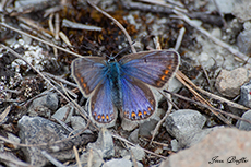 Himmelblauer-Bläuling Weibchen