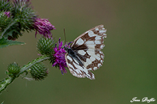 Schachbrettfalter