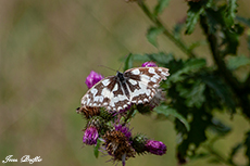 Schachbrettfalter
