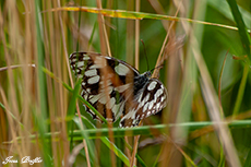 Schachbrettfalter