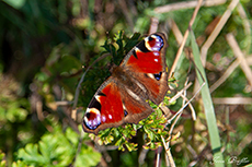Tagpfauenauge