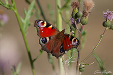 Tagpfauenauge