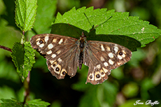 Waldbrettspiel