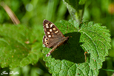 Waldbrettspiel